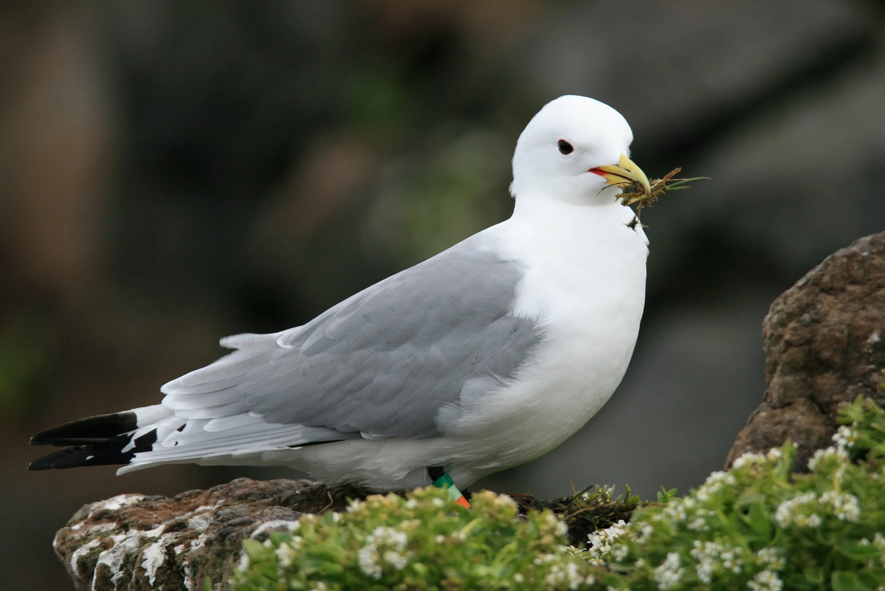 Птица глупыш. Буревестник глупыш птица. Глупыш (Fulmarus glacialis). Северный глупыш птенец. Глупыш Северный (Fulmarus glacialis).