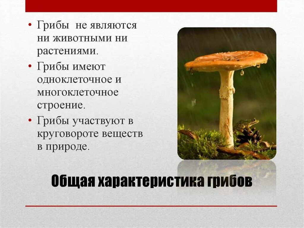 Каковы общие признаки грибов 5. Характеристика грибов 5 класс биология. Общая характеристика грибов. Характеристика грыбов. Характеристика царства грибов.