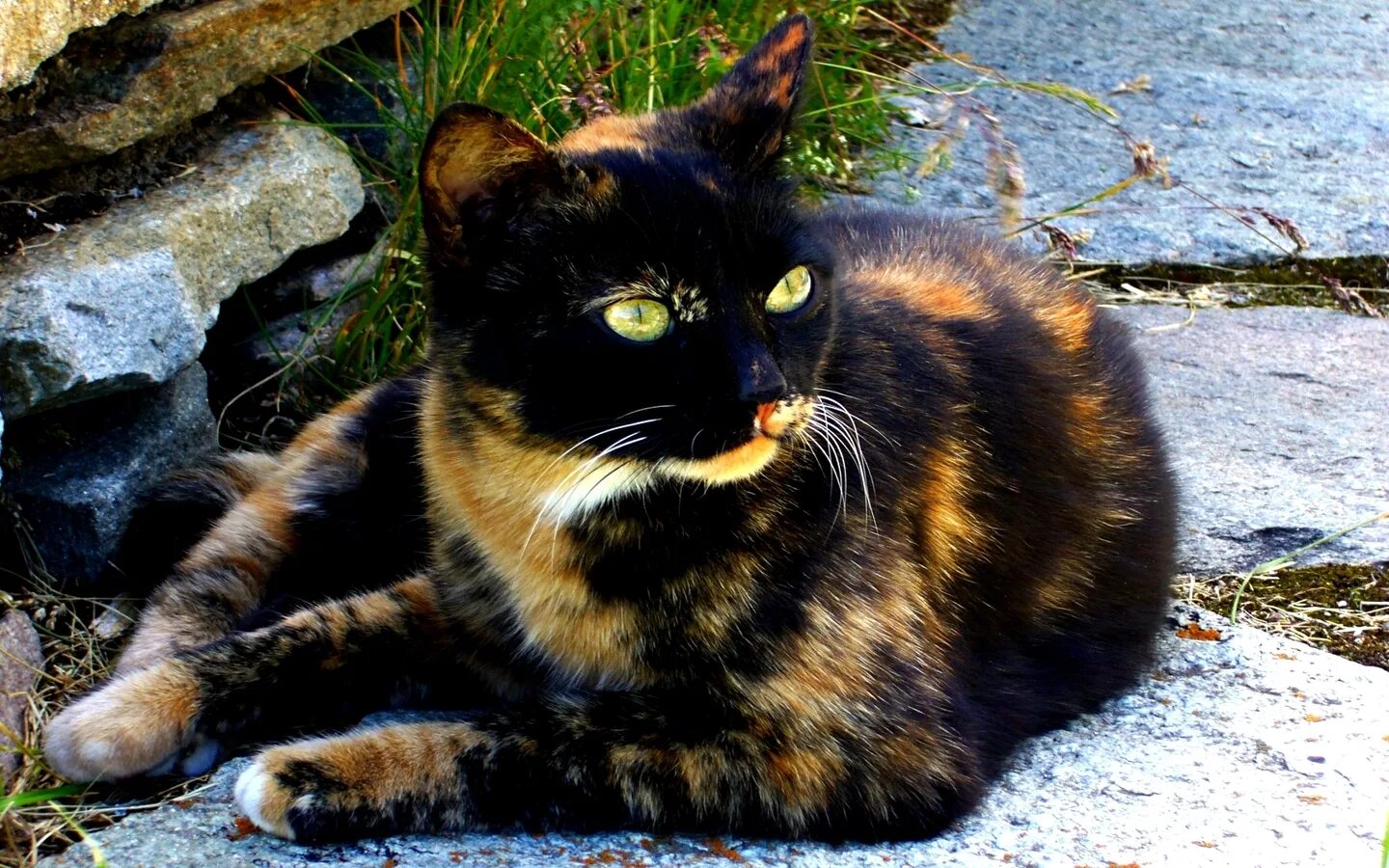 Tortoiseshell Cat порода. Египетская черепаховая кошка. Трёхцветная кошка порода черепаховая. Черепаховая кошка Калико. Кошка черная с рыжими пятнами порода