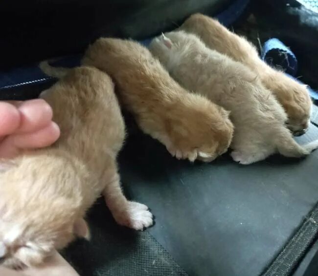 Котенку четыре дня