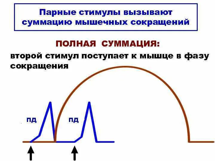 График неполной суммации мышечных сокращений. Суммация мышечных сокращений тетанус. Суммация сокращения мышц физиология. Суммация одиночных мышечных сокращений физиология. Какой ток вызывает сокращение мышц