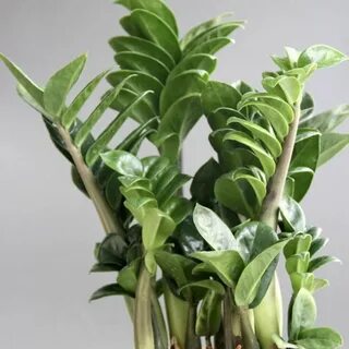 Plant 2021