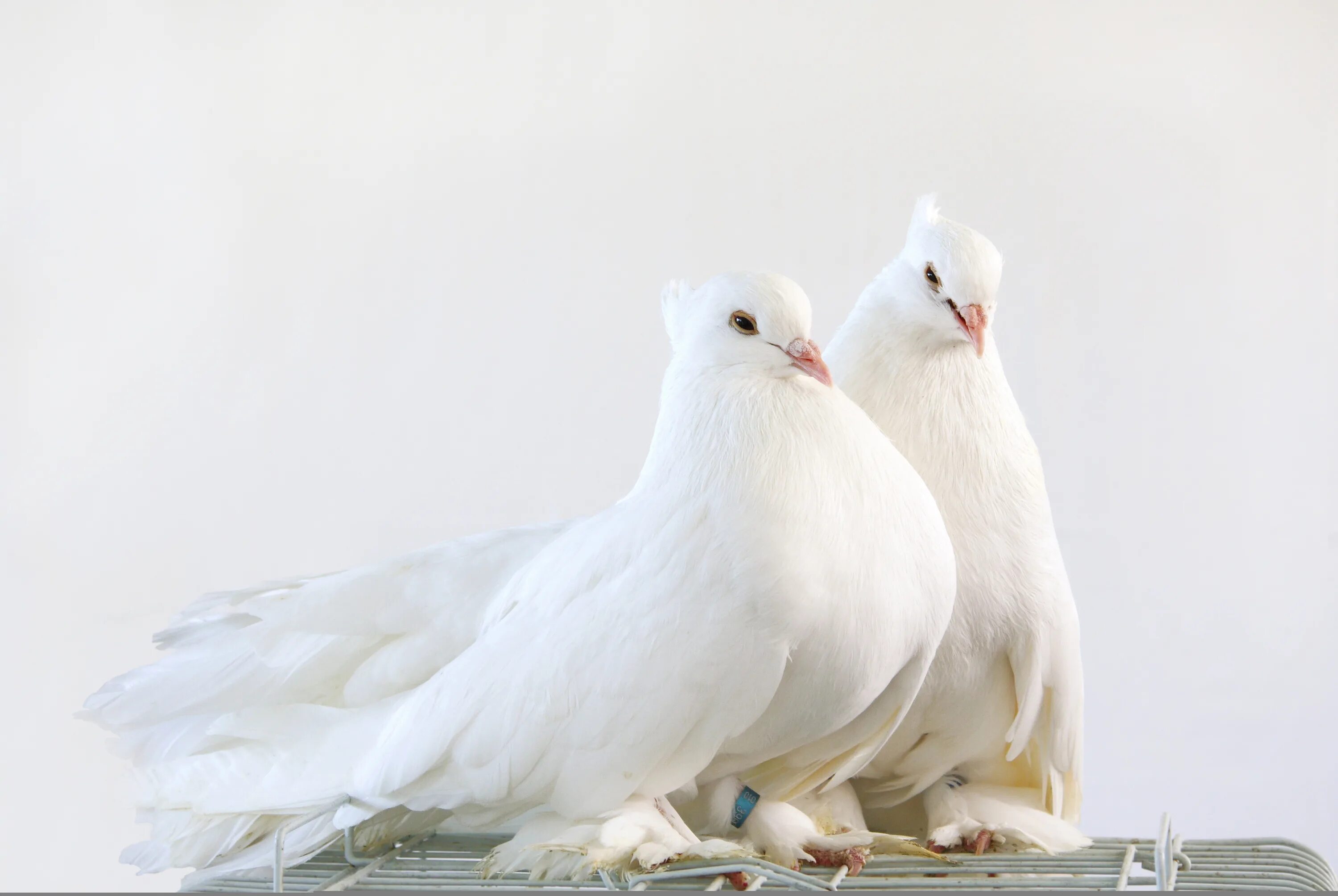White. Белый голубь. Свадебные голуби. Голуби обои. Самые красивые голуби.