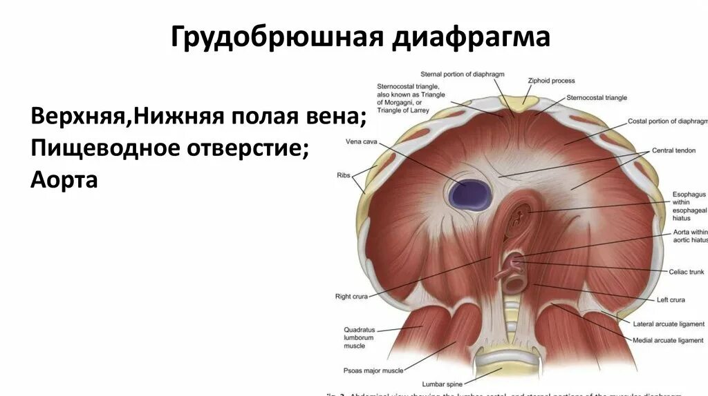 Выполняет функцию диафрагмы. Грудобрюшная диафрагма. Диафрагма анатомия человека. ГУДО брюшная диафрагма.