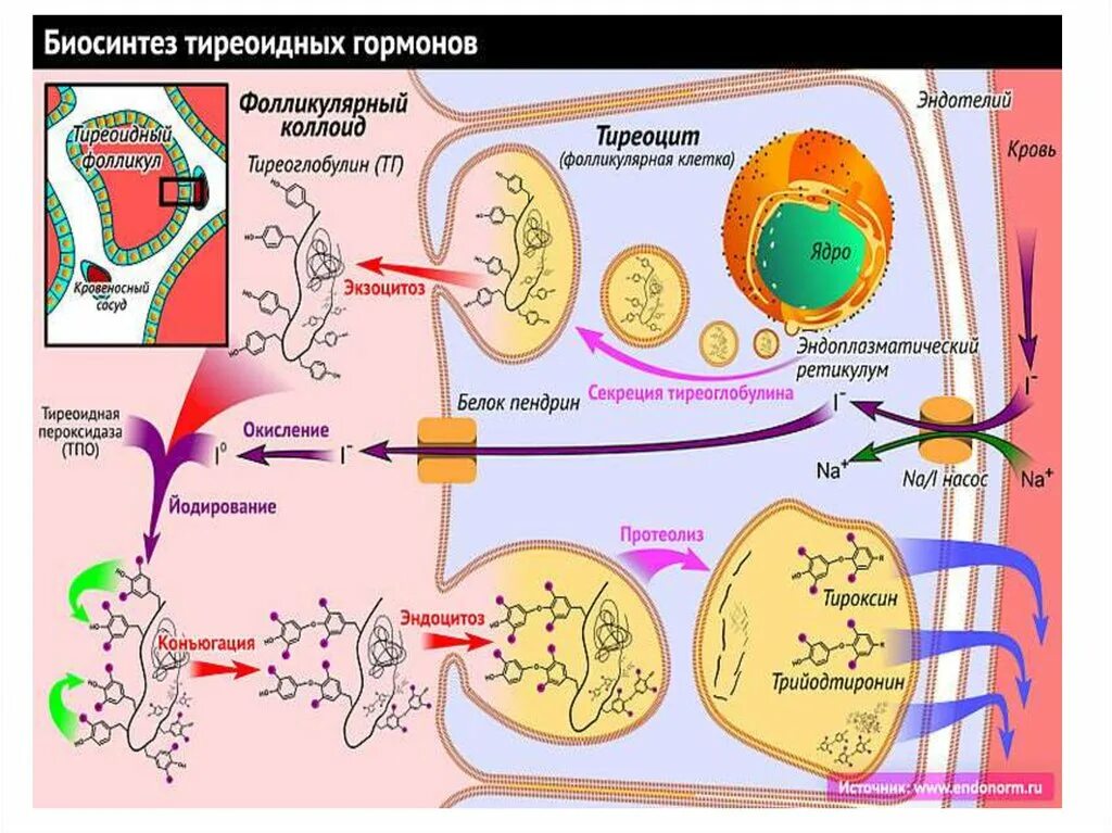 Тироксин ферменты. Синтез тиреоидных гормонов биохимия. Синтез тиреоидных гормонов из тирозина. Синтез тиреоидных гормонов биохимия схема. Механизм синтеза тиреоидных гормонов.