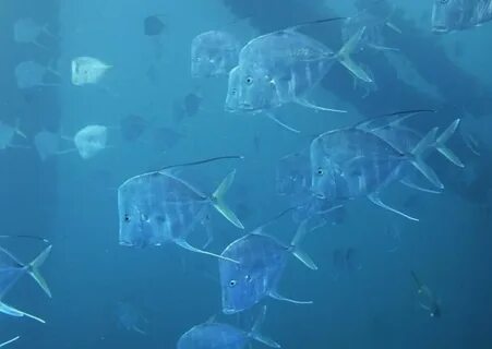 Walking fish