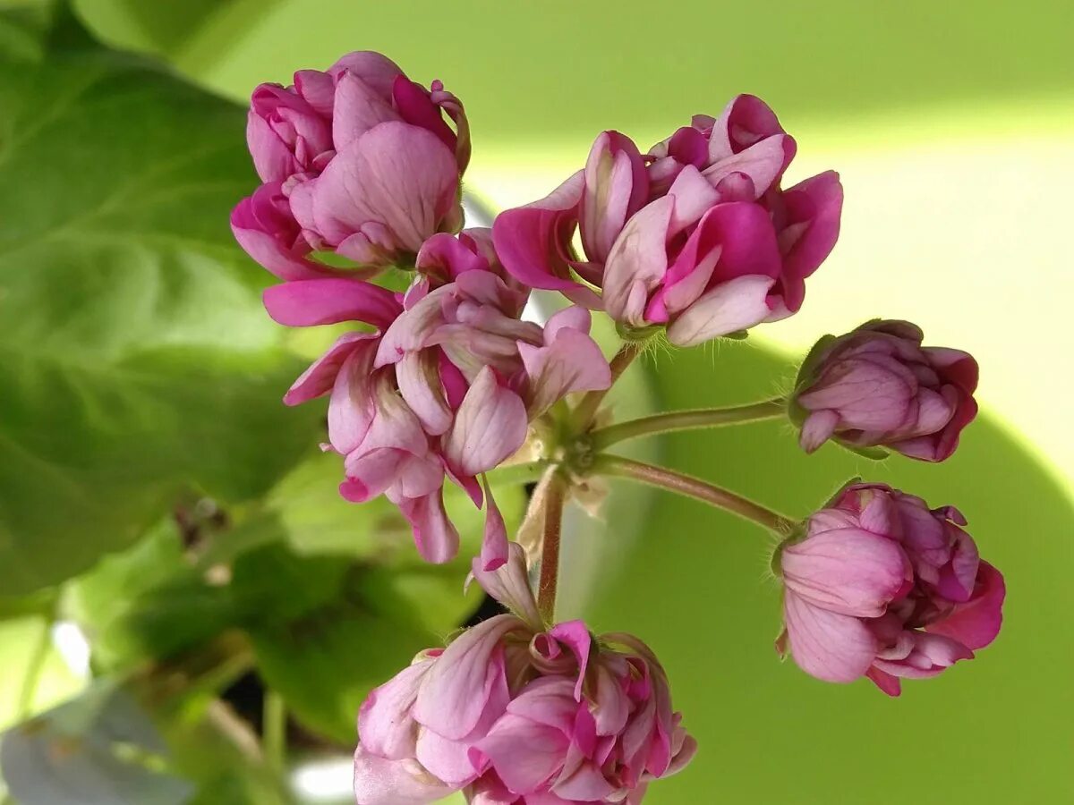 Apricot Queen пеларгония. Пеларгония сиреневый туман. Герань сиреневая