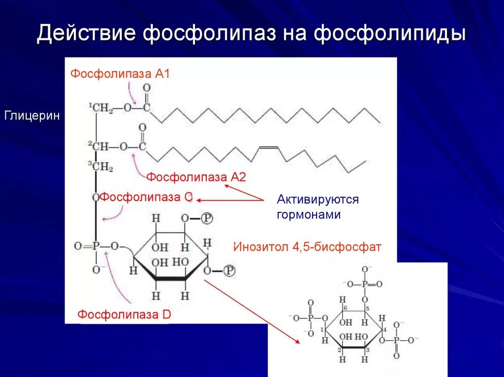 2 фосфолипиды. Функции фосфолипазы а2. 2 фосфолипиды. Фосфолипаза а 1 продукт. Фосфолипид гидролиз.