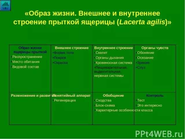 Таблица ящерица и тритон. Образ жизни прыткой ящерицы. Внешнее строение прыткой ящерицы. Строение прыткой ящерицы. Сходство внешнего строения прыткой ящерицы и гребенчатого Тритона.