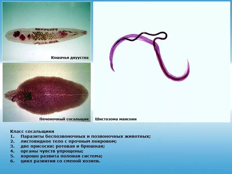 печеночный сосальщик морфология. сосальщики, паразитирующие в печени. плоские черви печеночные сосальщики. трематоды кошачья двуустка. печеночный сосальщик тип червей.