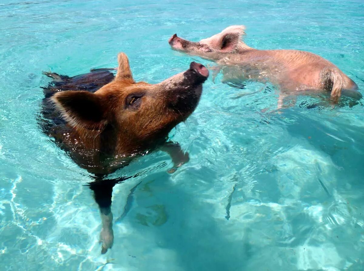 Свинка плавает. Пиг-Бич Багамские острова. Водоплавающие свиньи Багамы. Плавающие хрюшки на Багамских островах. Багамские хрюшки свиной остров.