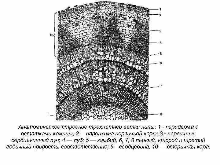 Строение поперечного среза. Строение стебля трехлетней липы. строение поперечного среза ветки липы. поперечный срез трехлетнего стебля липы. анатомическое строение стебля липы.