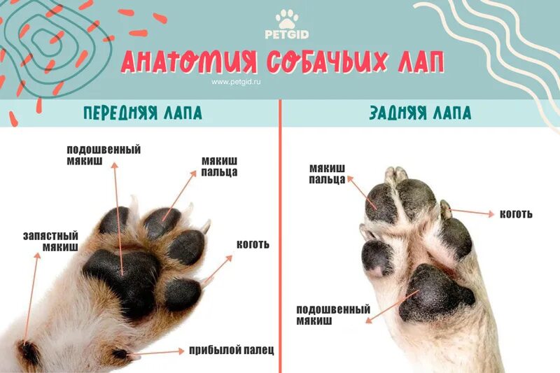 Лапы число. Строение кошачьей лапы. сколько подушечек на лапах у собаки. прибылые пальцы у собак на задних лапах порода собак. лишний палец у собак на задних лапах.