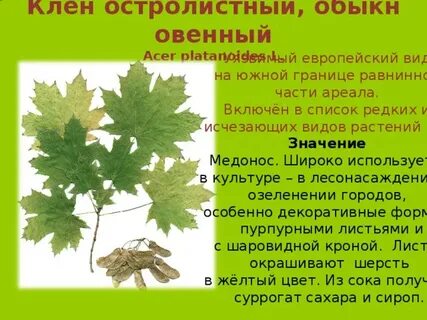 Клен какая систематическая группа