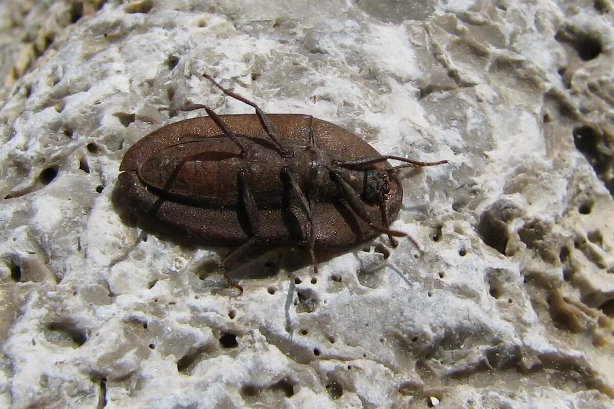 Клоп щитник линейчатый. Жук похожий на божью коровку. Клоп щитник полосатый. Жук семечка усач. Щитник линейчатый graphosoma lineatum.