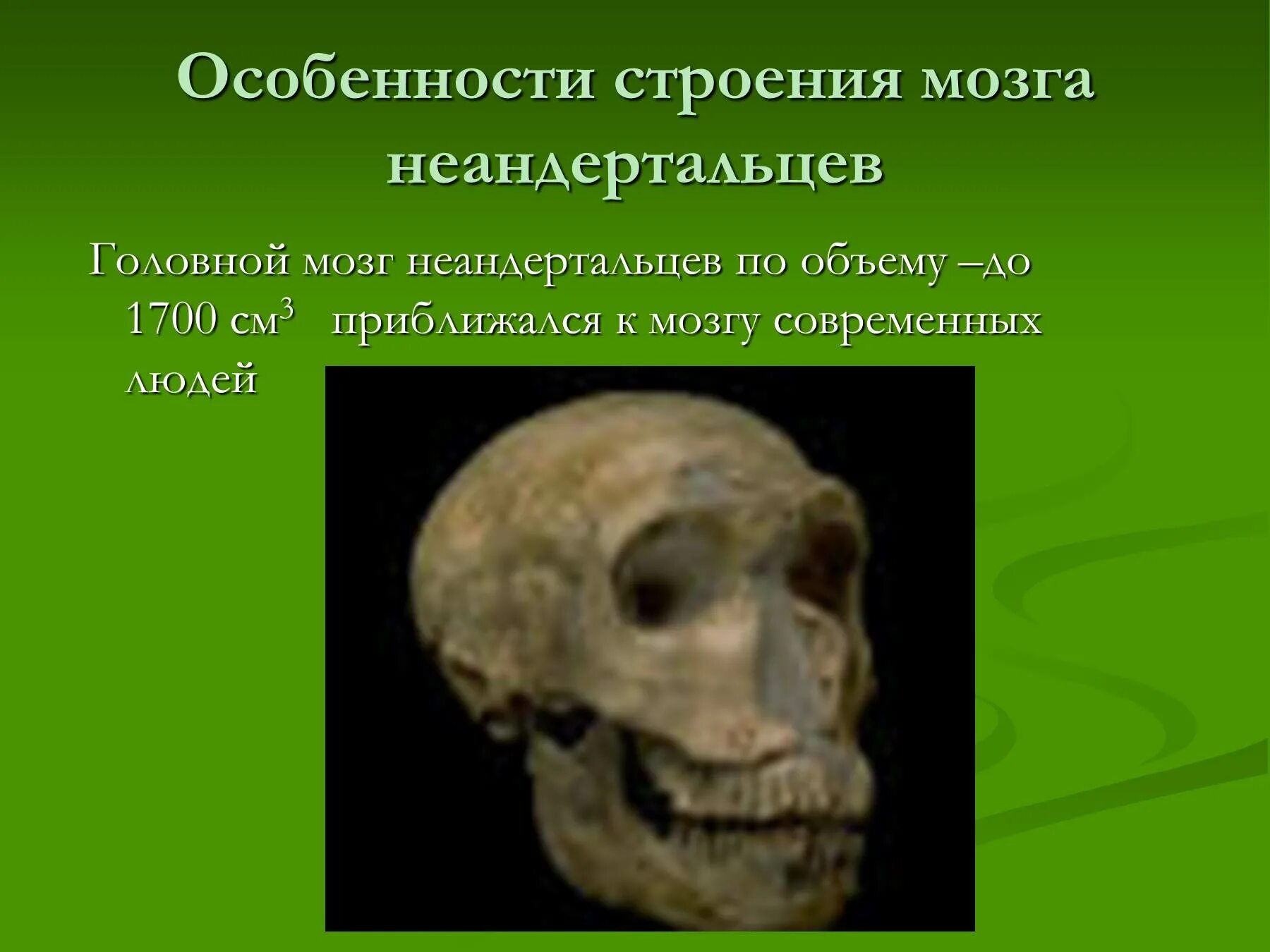 Особенности строения неандертальца. Презентация на тему неандертальцы. Неандерталец особенности строения. Внешнее строение неандертальца.