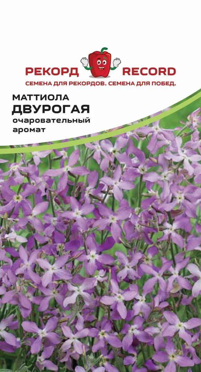 левкой маттиола лиловая двурогая вечерний аромат. маттиола лилово розовая. маттиола ночная фиалка рассада. матиола двурогая рассада. маттиола двурогая лилово-розовая.