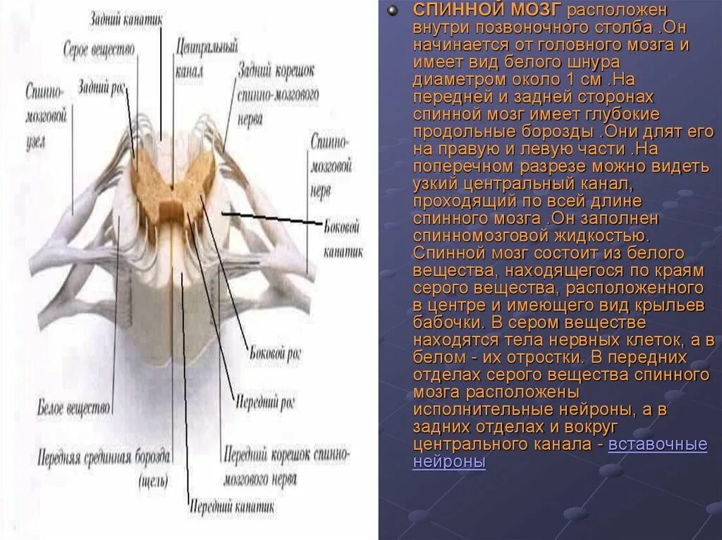 Передний столб спинного мозга. Передние и задние столбы спинного мозга. Задний канатик спинного мозга расположен. Передние и задние столбы серого вещества. Спинной мозг расположен внутри он начинается.