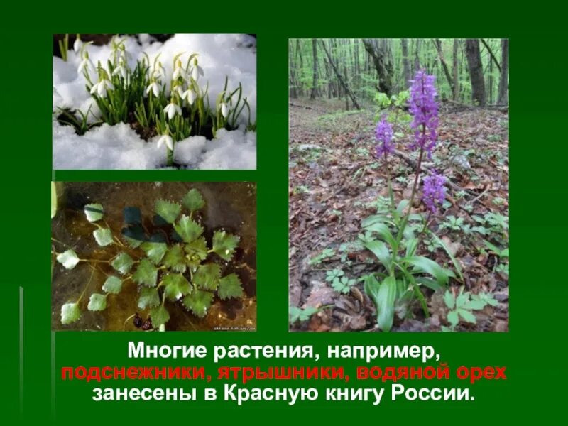 Красная книга пермского края растения с картинками. Подснежник ятрышник водяной орех. Растения занесенные в красную книгу ятрышник. Растения например. Ятрышник занесен в красную книгу.