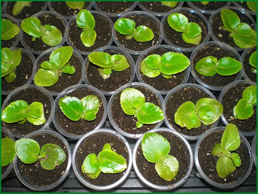 Бегония вечноцветущая садовая. Цветы бегония вечноцветущая. Сеять вечноцветущую бегонию. Бегония вечноцветущая бронзоволистная гавана скарлет. Сеять вечноцветущую бегонию.