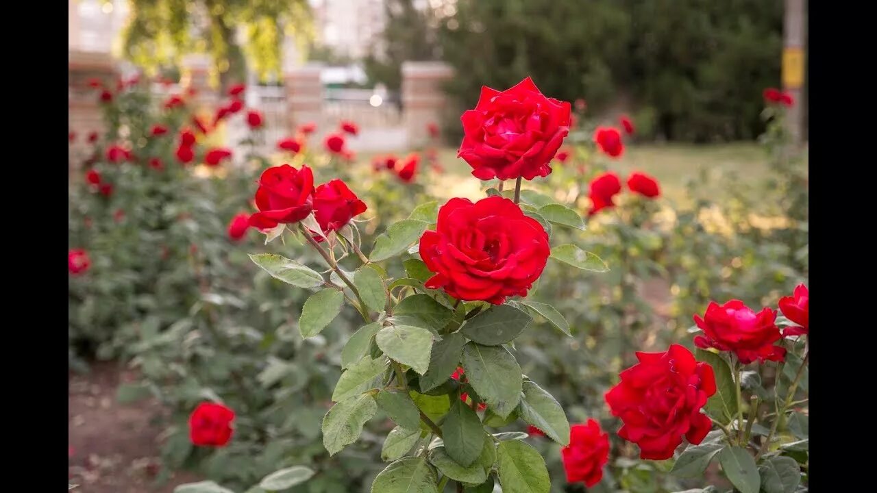 knock out rose hedge out garden Pinterest Jardines, Decoraciones de jardín, Jard