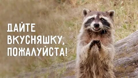 Хочу лакомства