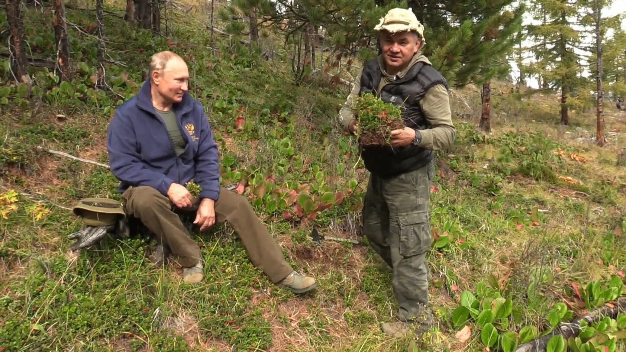 Путин и Шойгу собирали грибы в тайге. Фоторепортаж РБК