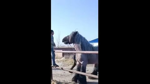Лошадь в тик токе