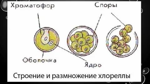 Строение размножения