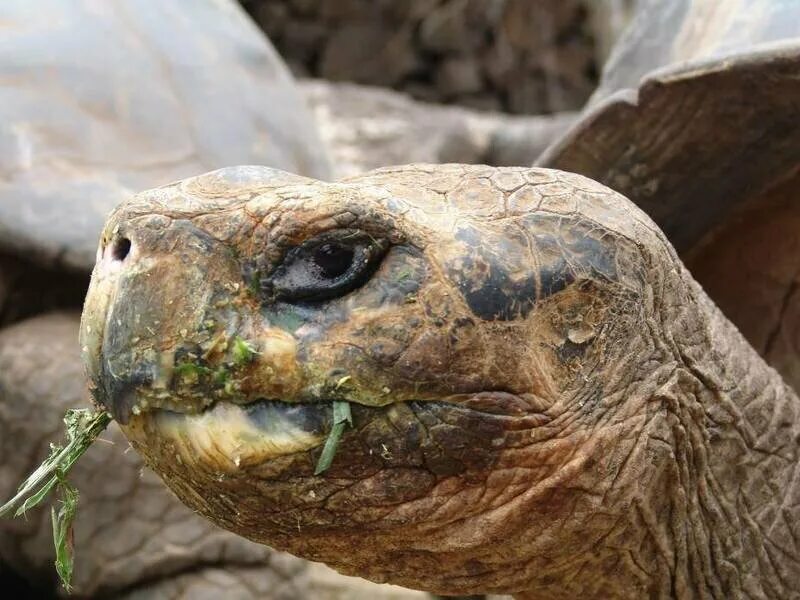 Last turtle. Абингдонская слоновая черепаха. Одинокий Джордж черепаха. Самая знаменитая черепаха. Самые знаменитые черепахи в мире.