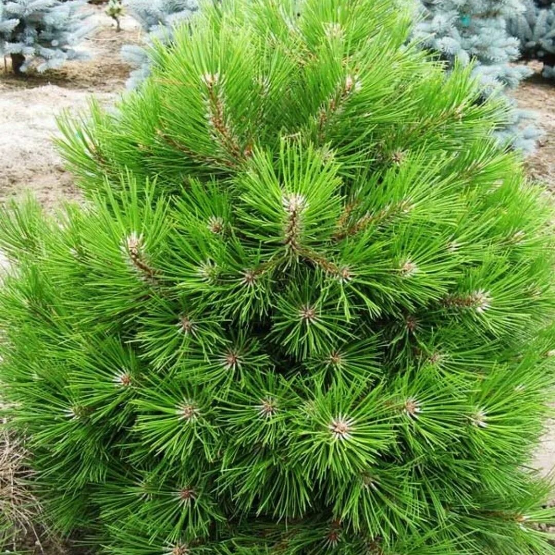 Сосна нигра описание. Pinus nigra 'Hornibrookiana'. Сосна Pinus nigra Benelux. Сосна Горная Хорнибрукиана. Сосна черная Hornibrookiana.