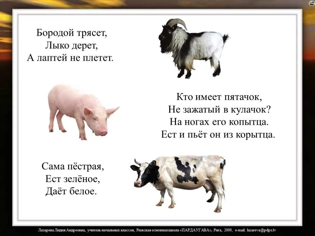 Загадки про домашних животных. Бородой трясет лыко дерет а лаптей не плетет. Загадка бородой трясет лыко дерет а лаптей не плетет. Бородой лыко лаптей. Лыко лаптей бородой трясет