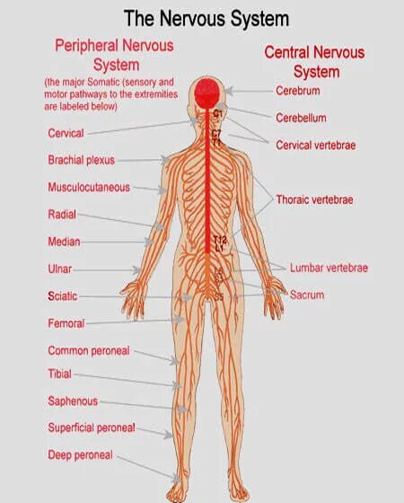 Нервная система человека. Нервная система человека анатомия. Нервная система человека схема. Центральная нервная система латынь. Нервная система латынь