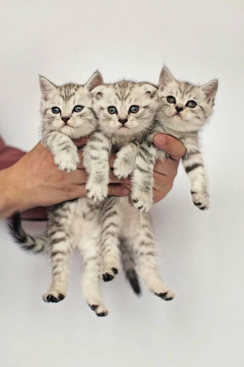 Фотографировать котят. Фотографировать котят. Фотографировать котят. Котята в корзинке. Маленькие котята пушистые.