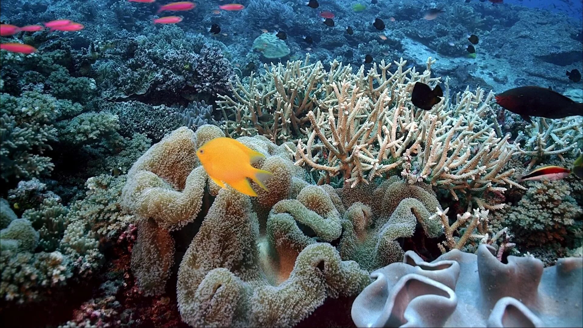 Растительный тихого океана. Риф Туббатаха Филиппины. Большой Барьерный риф коралловые полипы. Коралловые полипы в индийском океане.