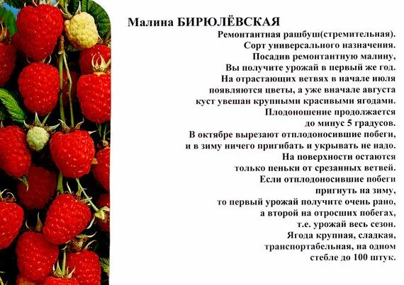 Отдам ремонтантную малину. Самовывоз. Пишите в.. 2024 ПVБ l Подслушано V Богучар