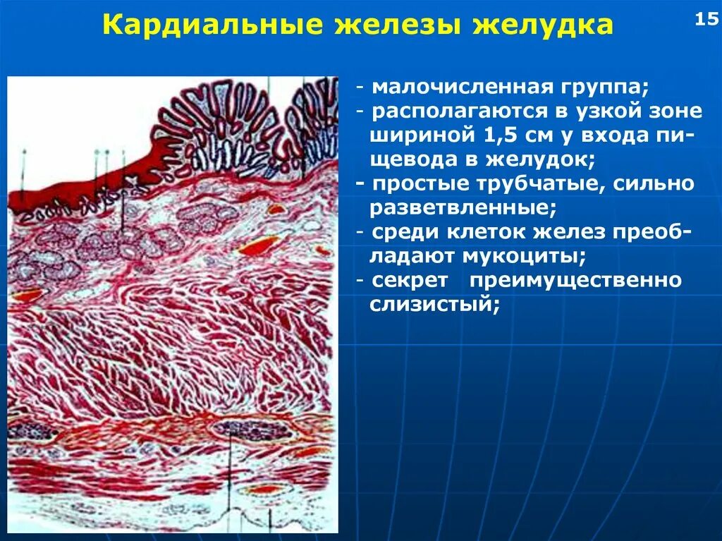 Функции желез желудка гистология. Кардиальные собственные и пилорические железы. Кардиальные железы желудка. Железы желудка собственные кардиальные пилорические.