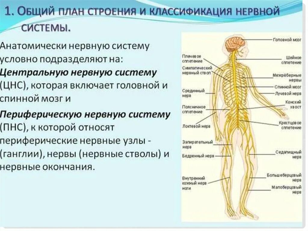 Центр периферическая нервной системы. Периферическая нервная система схема строения. Нервная система и функции нервной системы. Нервная система классификация строение функции. Нервная система человека Центральная и периферическая таблица.