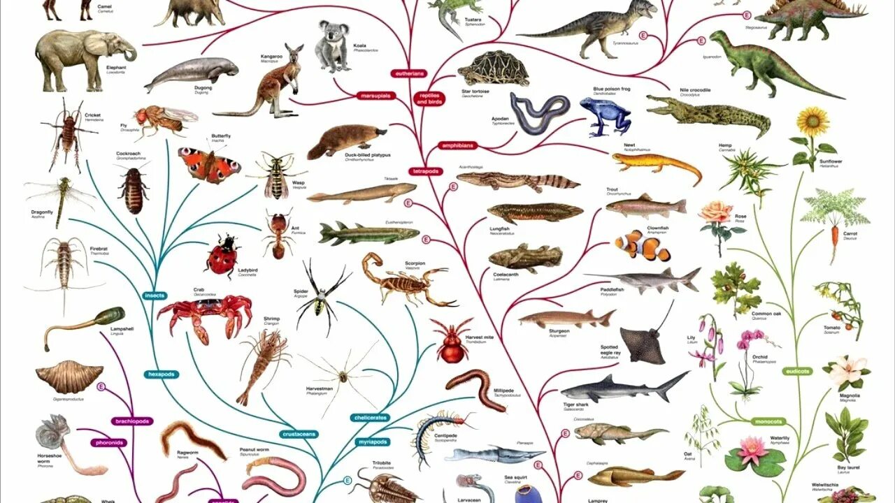 Многообразием элементов. Филогенетическое Древо эволюции позвоночных. Эволюционное Древо Дарвина.