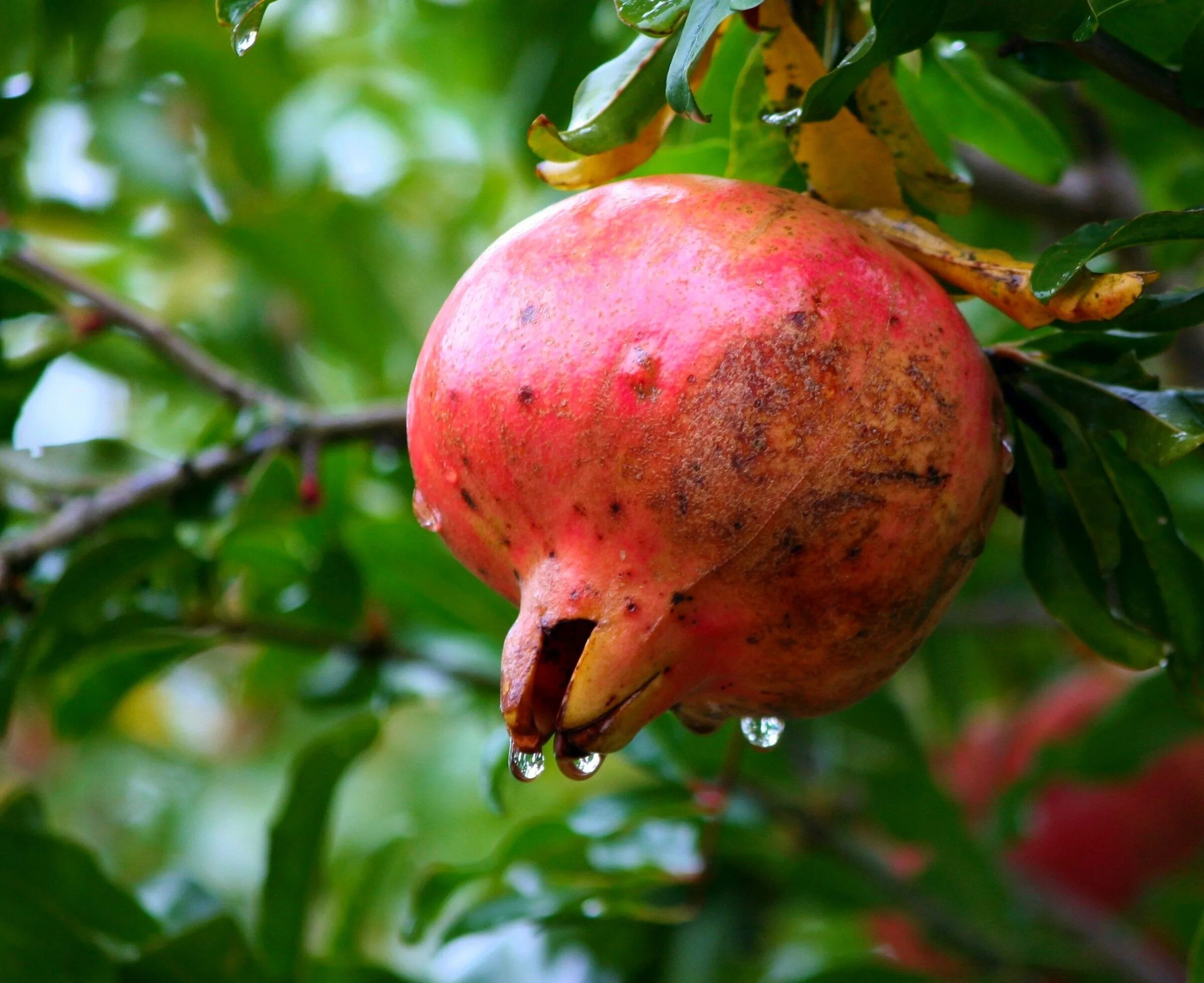 Гранатник (Гранатовое дерево) обыкновенный. Гранат Pomegranate. Среднеазиатский гранат. Гранат в субтропиках.