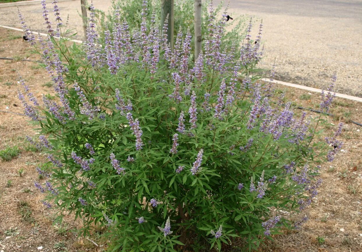 Прутняк Авраамово дерево. Прутняк священный Витекс. Agnus castus (прутняк). Витекс священный Авраамово дерево. Экстракт плодов прутняка