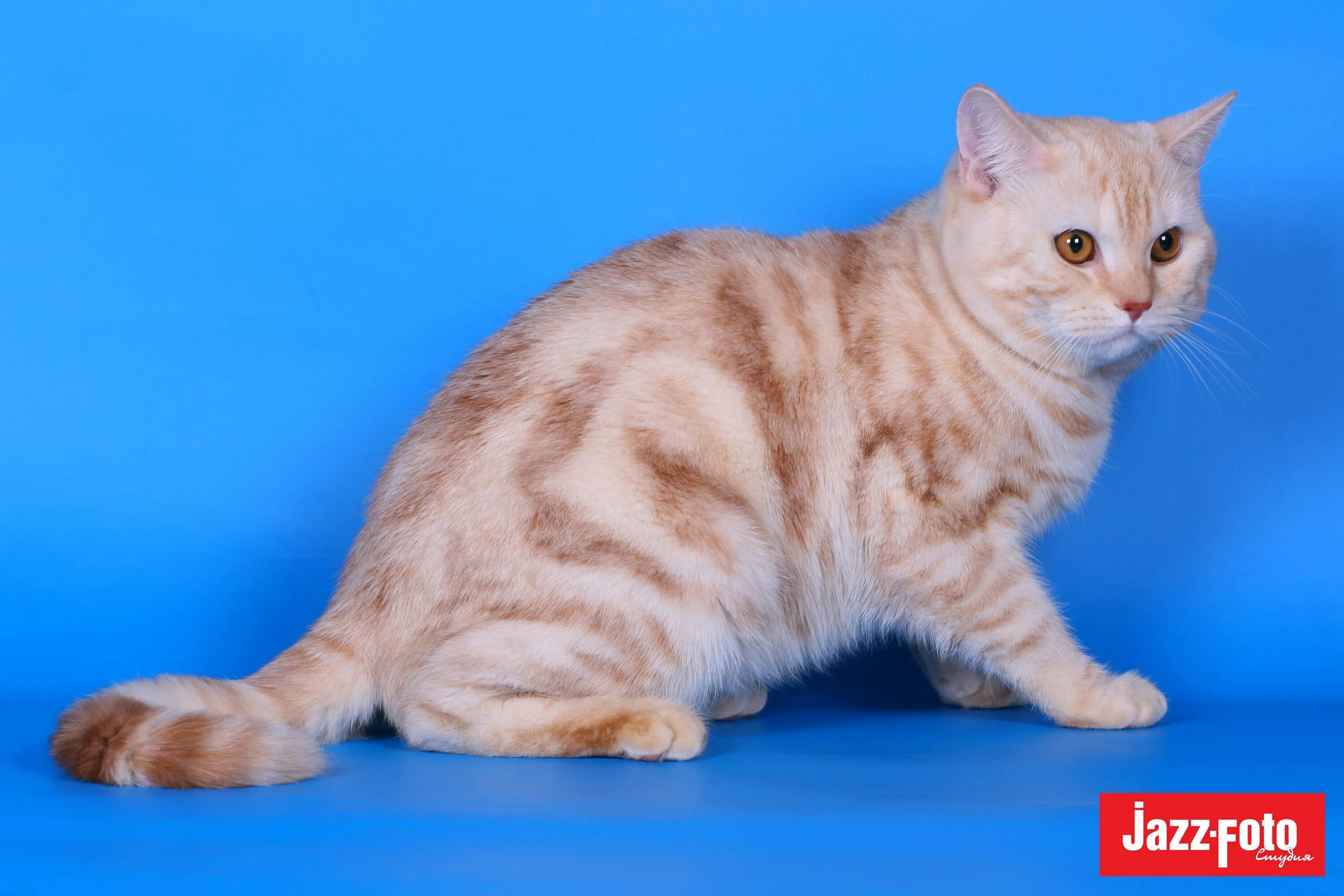 Кошка шотландская страйт прямоухая. Скоттиш страйт биколор арлекин. Окрас copper скоттиш-страйт. Шотландская страйт окрасы. Порода скоттиш страйт.
