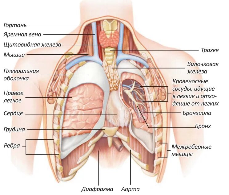 Грудная клетка человека строение анатомия с органами. Строение грудной клетки женщины с органами. Анатомия грудной клетки женщины с органами.
