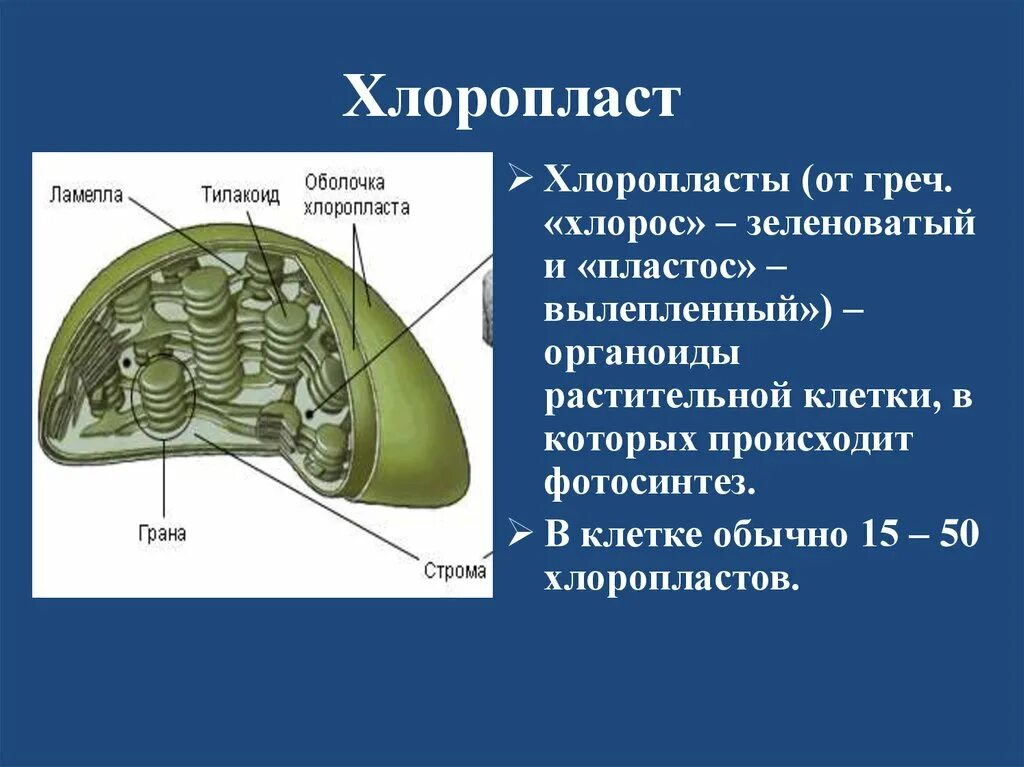 Понятие хлоропласт. Каково строение хлоропластов. Строение хлоропласта. Хлоропласты функции. Хлоропласты строение и функции.