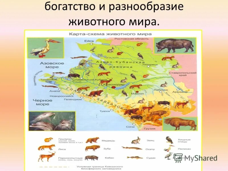 Богатство в многообразии. Животный мир Краснодарского края карта. Животные Краснодарского края на карте.