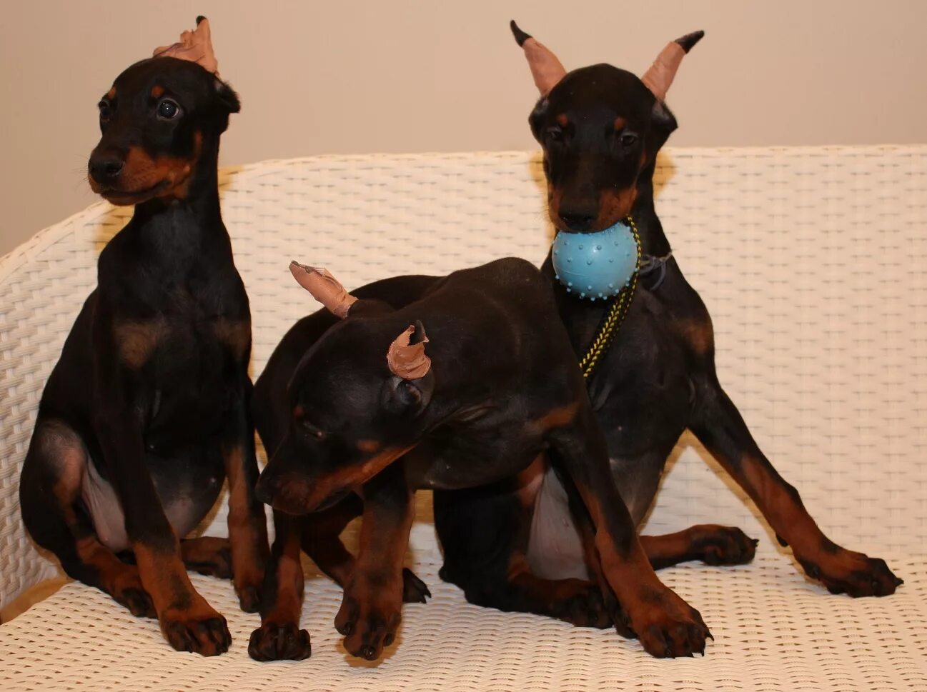маленький доберман. доберман-пинчер щенок. доберман пенза. щенки добермана с родословной. доберман щенок.