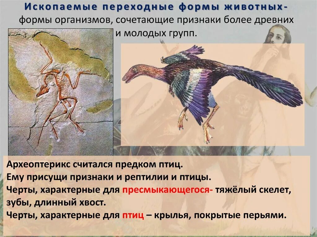 Признаки рептилий и птиц. Археоптерикс черты птиц и рептилий. Археоптерикс доказательства эволюции. Переходные формы животных. Археоптерикс переходная форма.