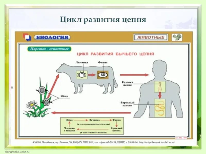 Жизненный цикл бычьего цепня начиная с яиц. Размножение бычьего цепня схема. Жизненный цикл бычьего цепня схема. Жизненный цикл бычьего цепня 7 класс. Цикл развития бычьего цепня 7 класс биология.