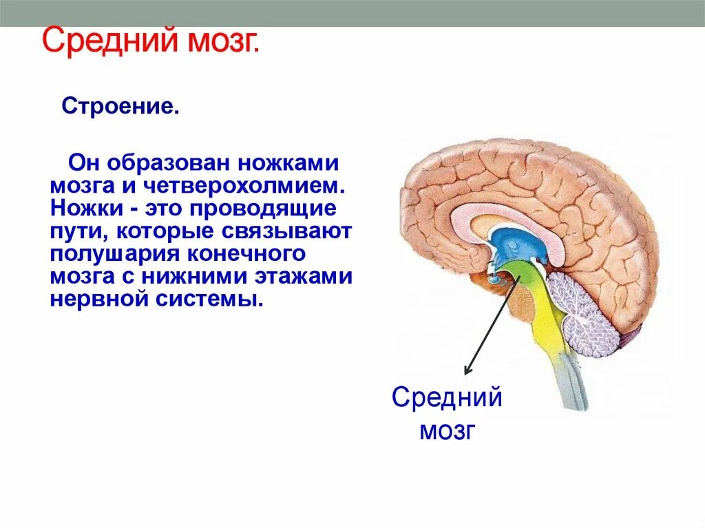 Строение среднего мозга в головном мозге кратко. Строение среднего мозга внутреннее строение. Средний мозг анатомия внешнее строение. Внешнее и внутреннее строение среднего мозга.