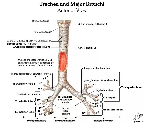 Бронхи на латыни. Бронхиальное дерево Неттер. Bronchi lobares анатомия. Трахея на латинском.